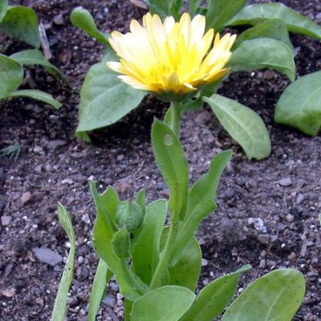 calendula 4 - galbenele