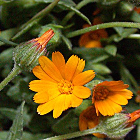 calendula 1 - galbenele