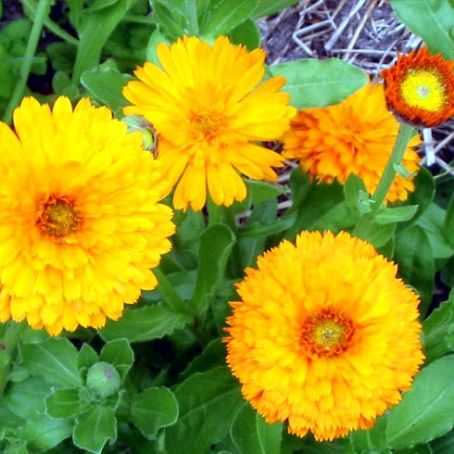 calendula 5 - galbenele