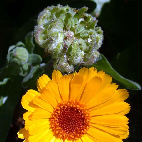 calendula 3 - galbenele