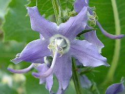 campanula-clopotei