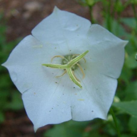 campanula 5 - clopotei