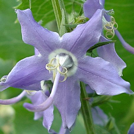 campanula 2 - clopotei