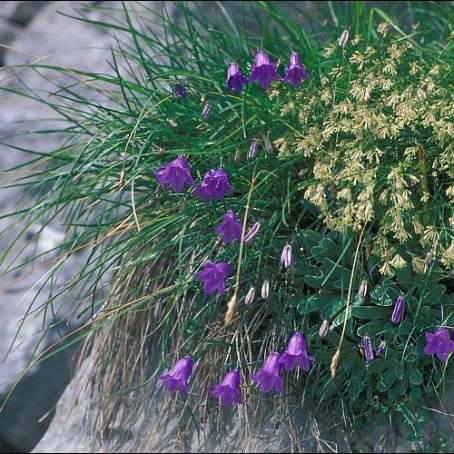 campanula 3 - clopotei