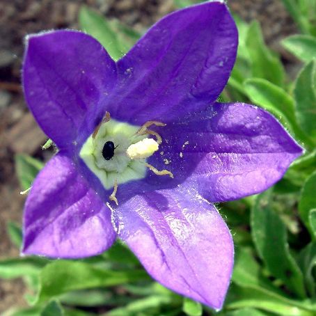 campanula 1 - clopotei