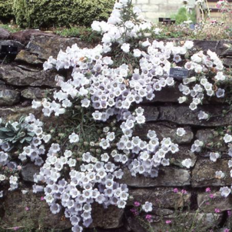 campanula 4 - clopotei