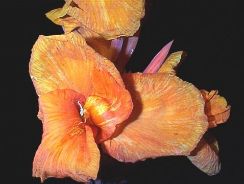 canna-trestie-indiana