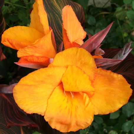 canna 1 - trestie indiana