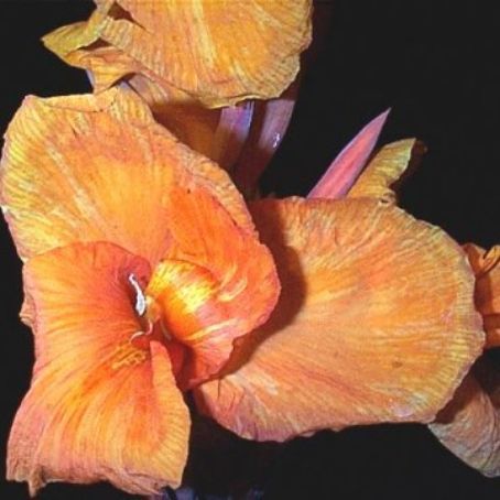 canna 4 - trestie indiana