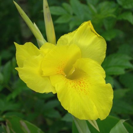 canna 2 - trestie indiana