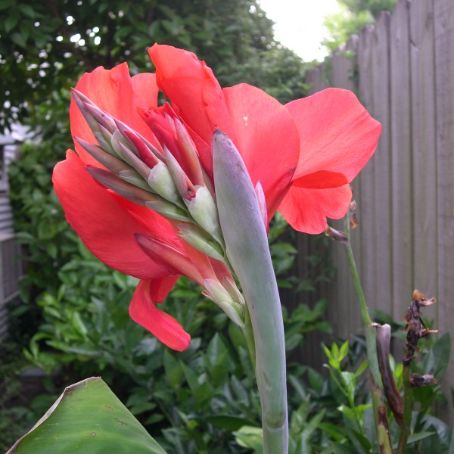 canna 3 - trestie indiana