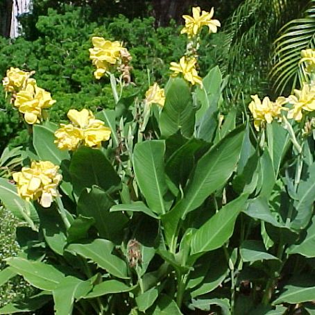 canna 5 - trestie indiana