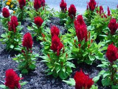 ../plante-si-flori/photos/gradina/celosia-8429877.jpg