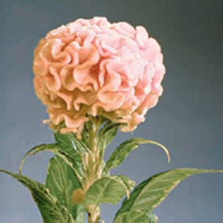 celosia 4 - creasta cocosului