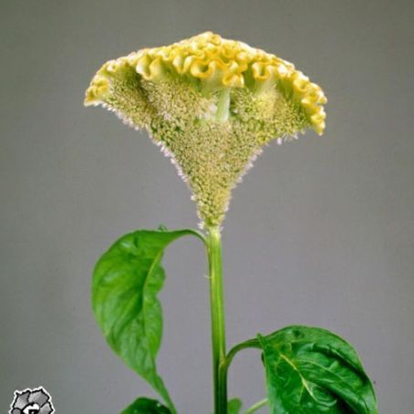 celosia 5 - creasta cocosului
