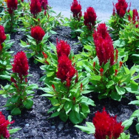 celosia 1 - creasta cocosului