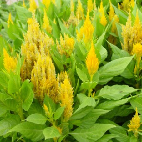 celosia 3 - creasta cocosului