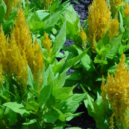 celosia 2 - creasta cocosului
