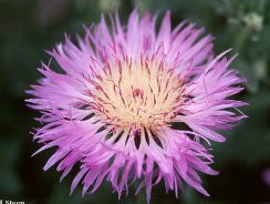../plante-si-flori/photos/gradina/centaurea-9321244.jpg