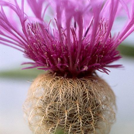 centaurea 4 - albastrele