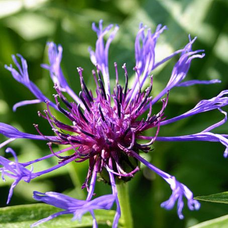 centaurea 3 - albastrele