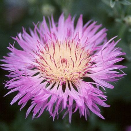 centaurea 1 - albastrele