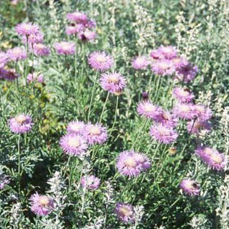 centaurea 2 - albastrele