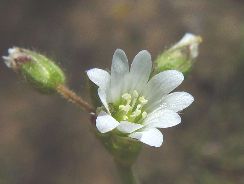 cerastium-lana-caprelor