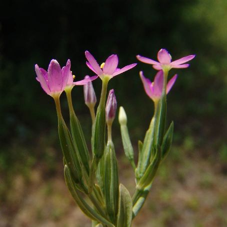 cerastium 4 - lana caprelor