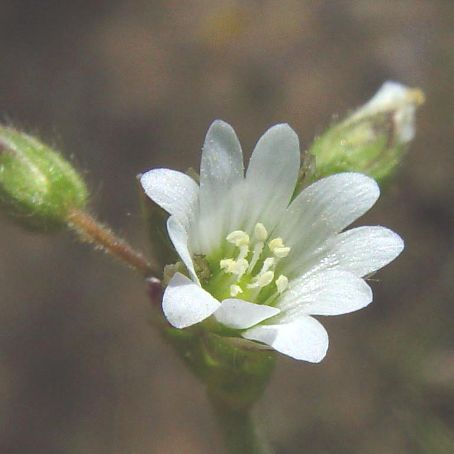 cerastium 1 - lana caprelor