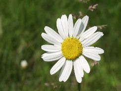 chrysanthemum-crizantema