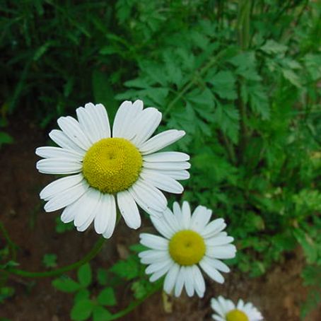 chrysanthemum 3 - crizantema