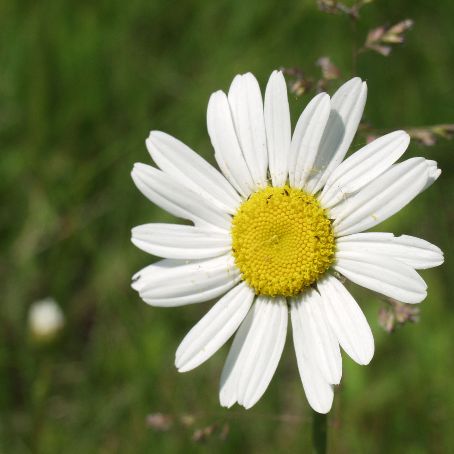 chrysanthemum 1 - crizantema