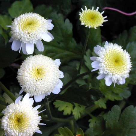 chrysanthemum 5 - crizantema