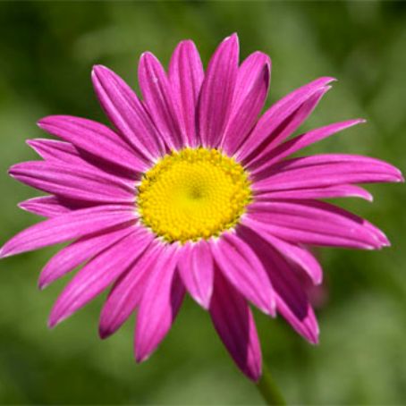 chrysanthemum 2 - crizantema