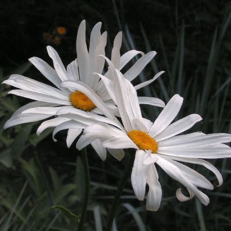 chrysanthemum 4 - crizantema