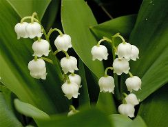 convallaria-lacramioara