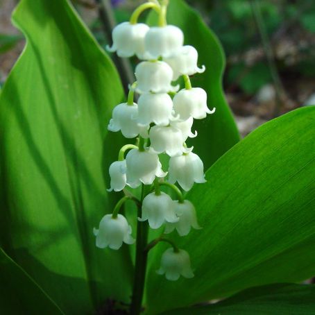 convallaria 2 - lacramioara
