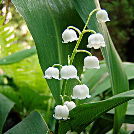 convallaria 3 - lacramioara
