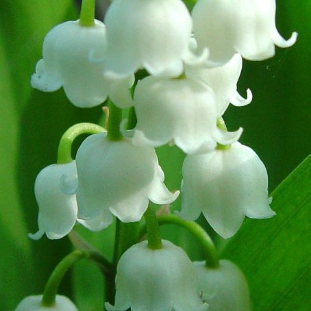 convallaria 1 - lacramioara