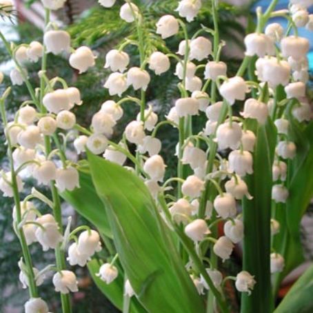 convallaria 4 - lacramioara