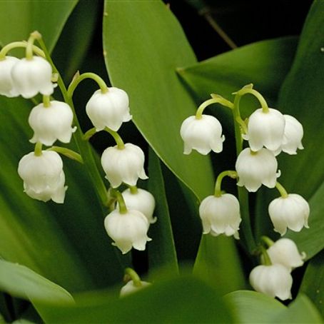 convallaria 5 - lacramioara