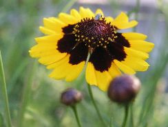 coreopsis-lipscanoaice