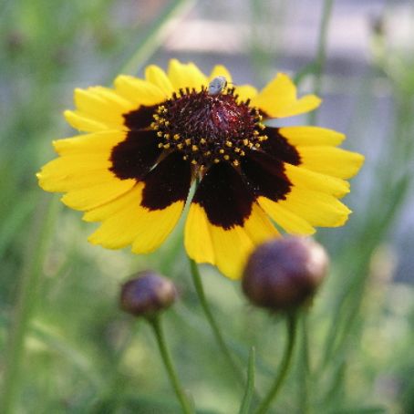 coreopsis 4 - lipscanoaice