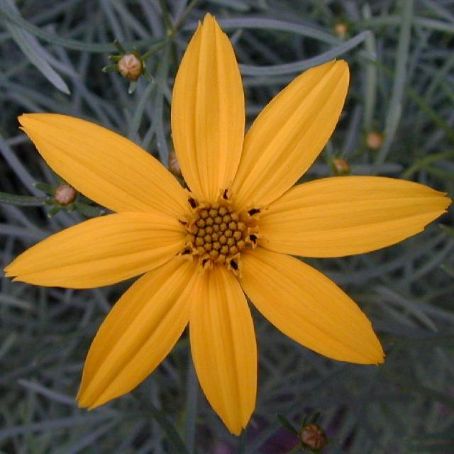 coreopsis 2 - lipscanoaice
