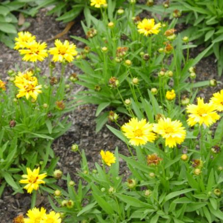 coreopsis 1 - lipscanoaice