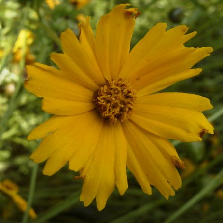 coreopsis 3 - lipscanoaice