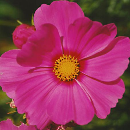 cosmos 2 - fluturas