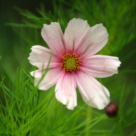 cosmos 3 - fluturas