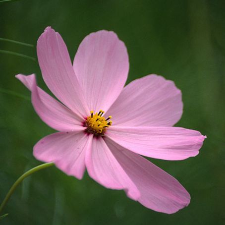 cosmos 1 - fluturas
